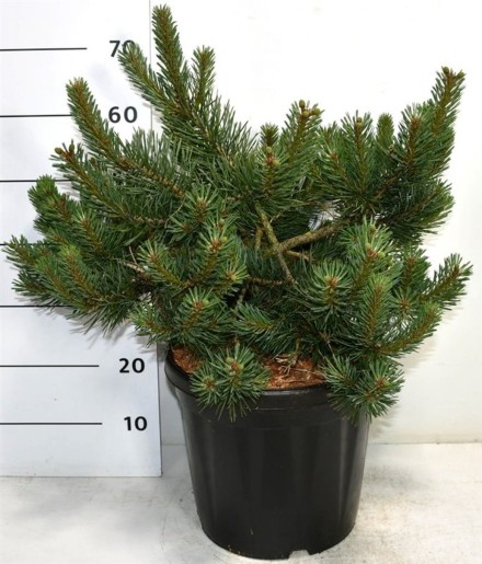 Pinus sylv. 'Albyns'