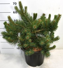 Pinus sylv. 'Albyns'