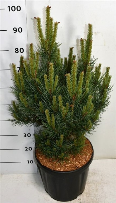 Pinus sylvestris 'Watereri'