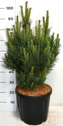 Pinus sylvestris 'Watereri'