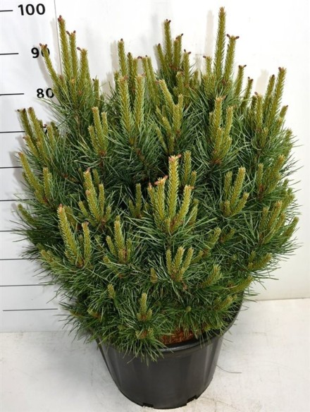 Pinus sylvestris 'Watereri'