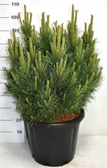 Pinus sylvestris 'Watereri'