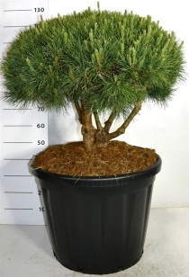 Pinus sylvestris 'Watereri'