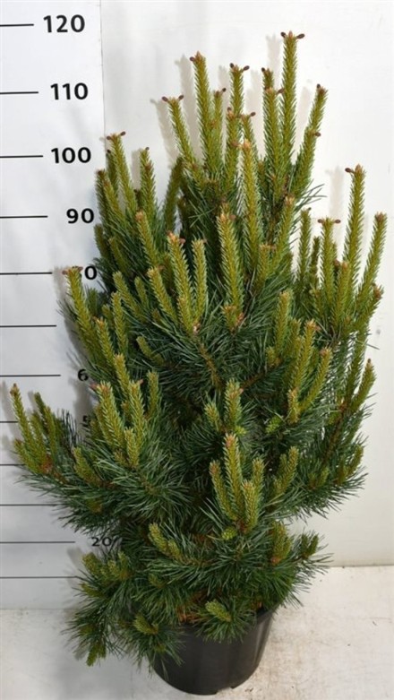 Pinus sylvestris 'Watereri'