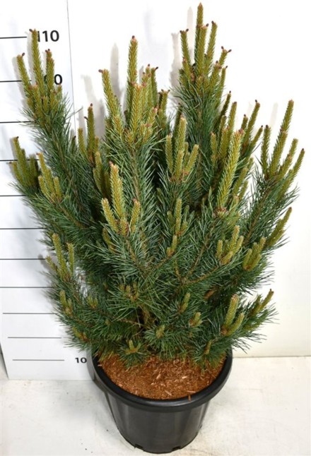 Pinus sylvestris 'Watereri'
