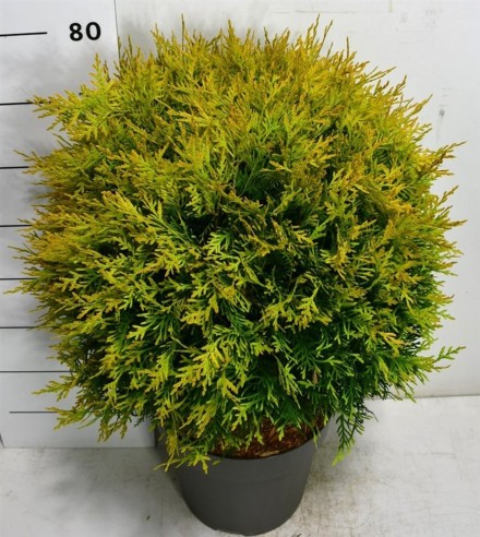 Thuja occ. 'Golden Globe'