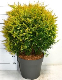 Thuja occ. 'Golden Globe'