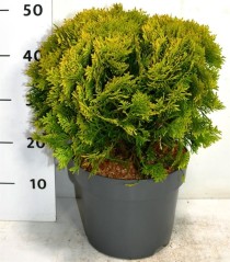 Thuja occ. 'Mirjam'