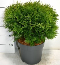 Thuja occ. 'Woodwardii'