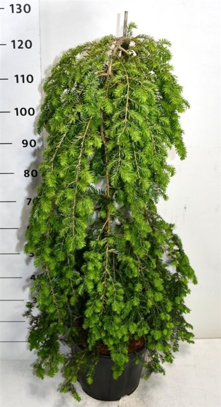 Tsuga can. 'Pendula'