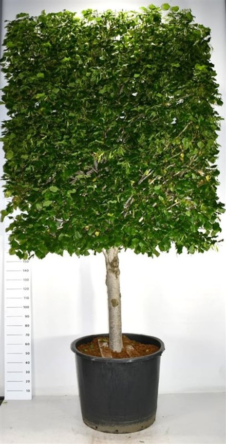 Tilia europaea 'Pallida'