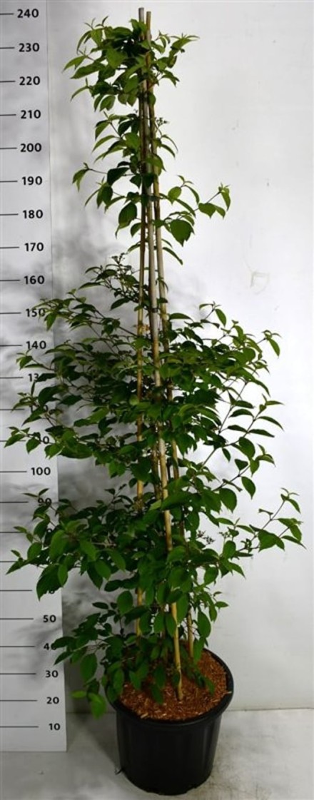 Viburnum plic. Kilimandjaro Sunrise