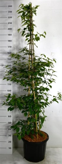 Viburnum plic. Kilimandjaro Sunrise