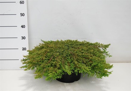 Juniperus comm. 'Green Carpet'
