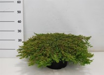 Juniperus comm. 'Green Carpet'