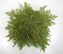 Juniperus comm. 'Green Carpet'