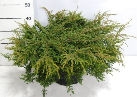 Juniperus comm. 'Repanda'