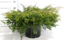 Juniperus comm. 'Repanda'