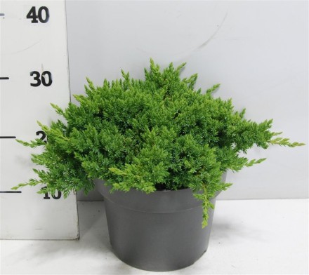 Juniperus procumbens 'Nana'