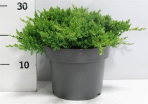 Juniperus procumbens 'Nana'