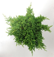 Juniperus procumbens 'Nana'