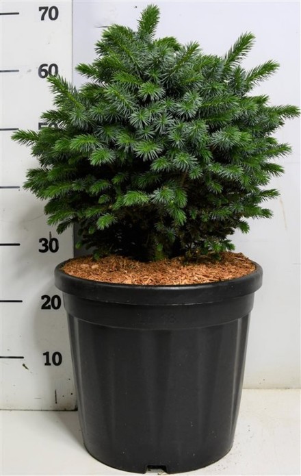 Picea sitchensis 'Tenas'