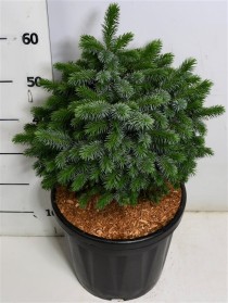 Picea sitchensis 'Tenas'