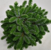 Picea sitchensis 'Tenas'