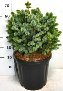 Picea sitchensis 'Tenas'