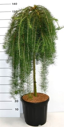 Larix kaempf. 'Stiff Weeper'