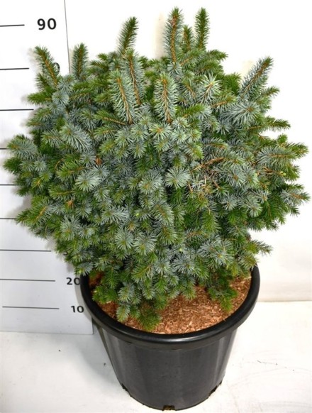 Picea sitchensis 'Tenas'