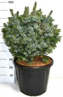 Picea sitchensis 'Tenas'