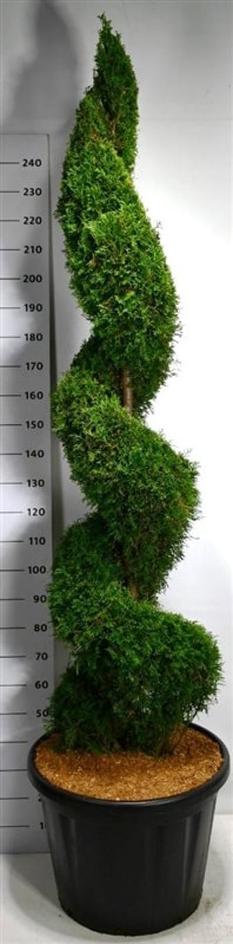 Thuja occ. 'Smaragd'