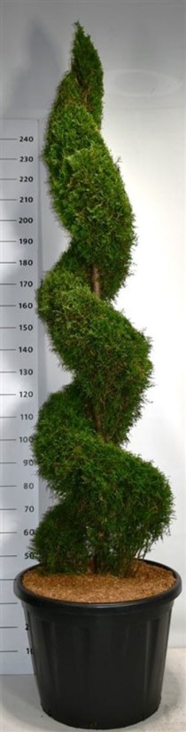 Thuja occ. 'Smaragd'