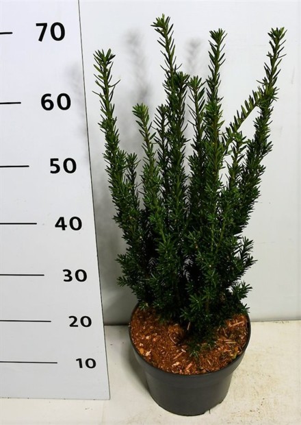 Taxus media 'Hillii'