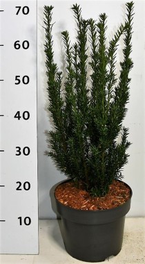 Taxus media 'Hillii'