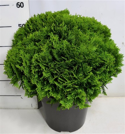 Thuja occ. 'Danica'