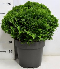 Thuja occ. 'Danica'