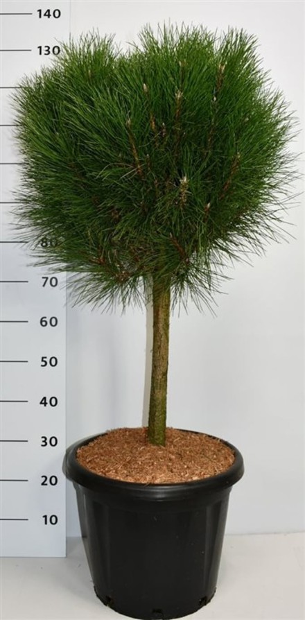 Pinus nigra Summer Breeze