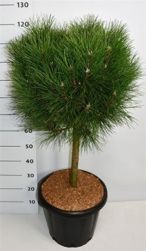 Pinus nigra Summer Breeze