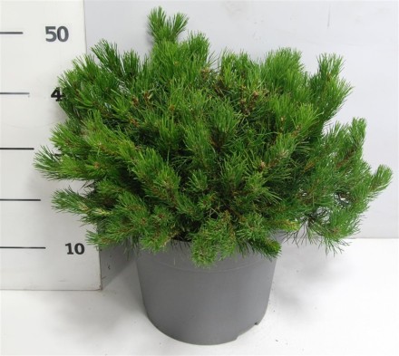 Pinus mugo mugo