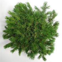 Pinus mugo mugo
