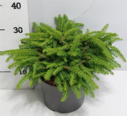 Picea a. 'Nidiformis'