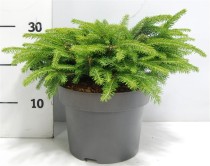 Picea a. 'Nidiformis'