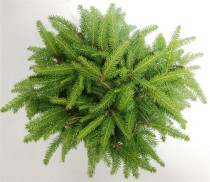 Picea a. 'Nidiformis'
