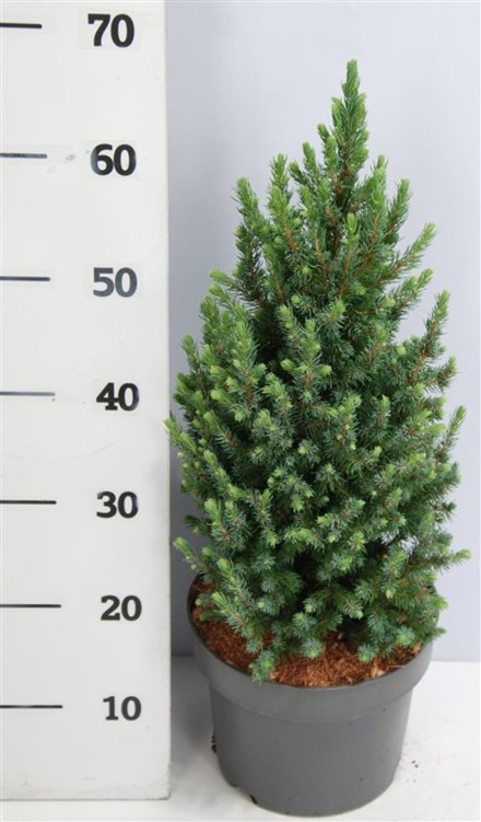 Picea gl. 'Sander's Blue'