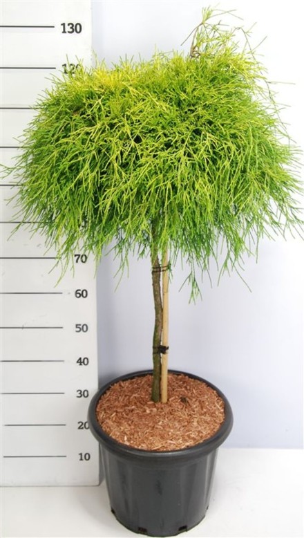Chamaecyparis p. 'Sungold'