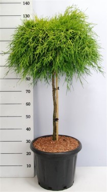 Chamaecyparis p. 'Sungold'