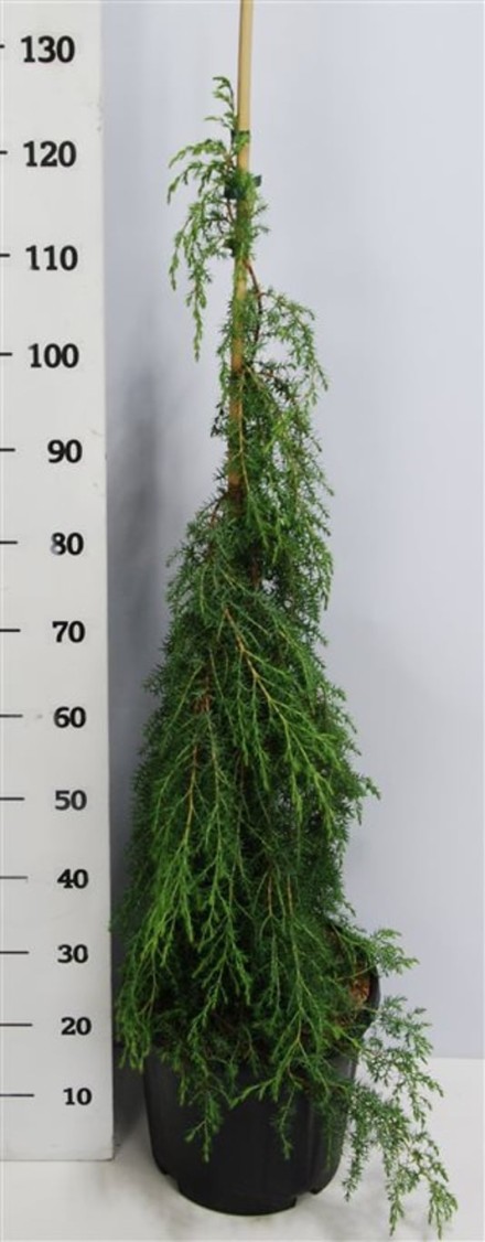 Juniperus comm. 'Oblonga Pendula'