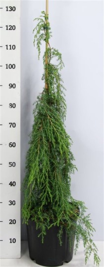 Juniperus comm. 'Oblonga Pendula'
